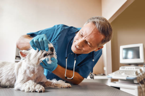 Best Cracked Tooth Emergency Dentist  in Marengo, IL